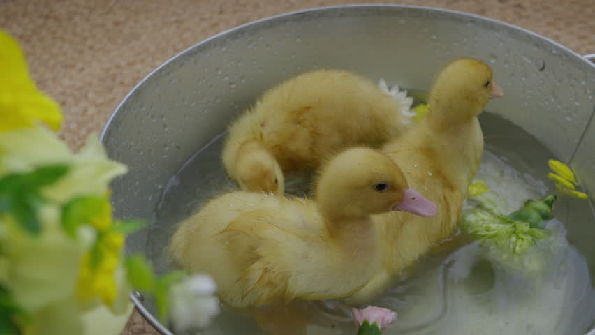Fluffy yellow ducklings swimming in water. Yellow duckling symbol of Easter. Religious holiday. Slow motion video 4K