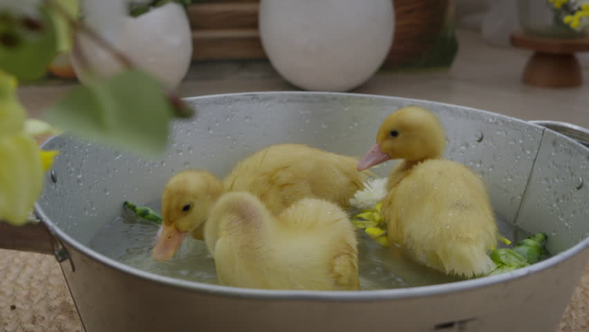 Fluffy yellow ducklings swimming in water. Yellow duckling symbol of Easter. Religious holiday. Slow motion video 4K