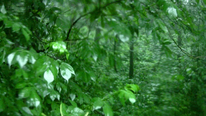 Deciduous forest. Heavy rain pours on a juicy green leaves. Raindrops produce