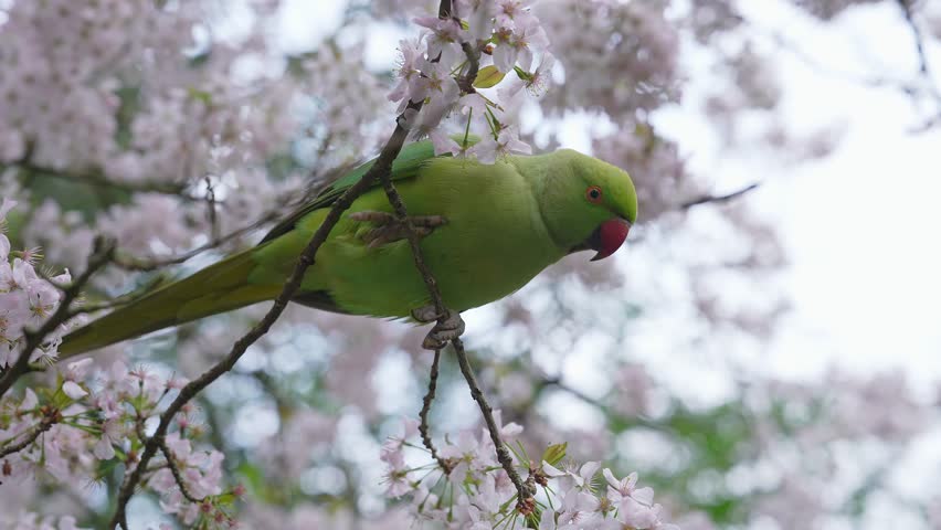 A green parakeet perches on a cherry blossom tree in full bloom, interacting with the flowers. Subtle movements and blurred greenery add to the scene.