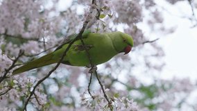 A green parakeet perches on a cherry blossom tree in full bloom, interacting with the flowers. Subtle movements and blurred greenery add to the scene. - Powered by Shutterstock - Get 15% off with code: PIKWIZARD15