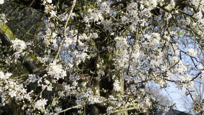 Close up of tree brunches with white blooming flowers, with sunshine and blue sky 