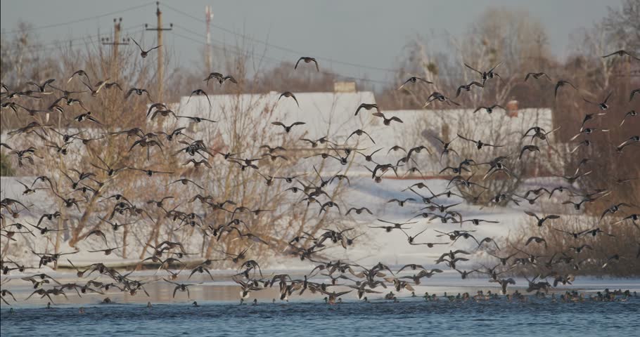 Mallard wild duck - Anas platyrhynchos take off from winter river. dabbling duck that breeds throughout the temperate and subtropical Americas, Eurasia, and North Africa.