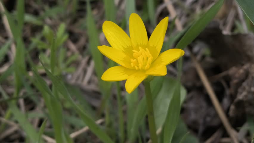 Marsh marigold flowers. Spring yellow flowers. Small yellow flowers on the ground.