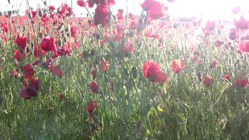 Poppy field. Cloudless sunny weather. Lens of camcorder rises from the roots of