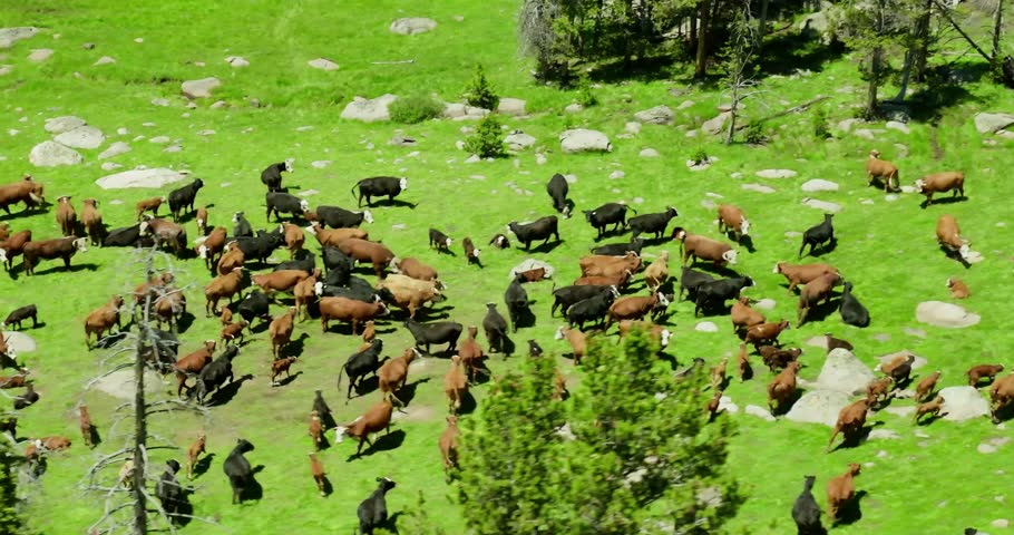 Shutterstock Video