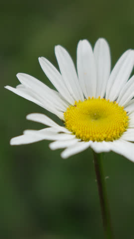 Chamomile. White daisy flowers in a summer field at sunset. Silhouette of blooming Chamomile flowers. Close up slow motion. Nature, flowers, spring, biology, fauna concept. vertical video