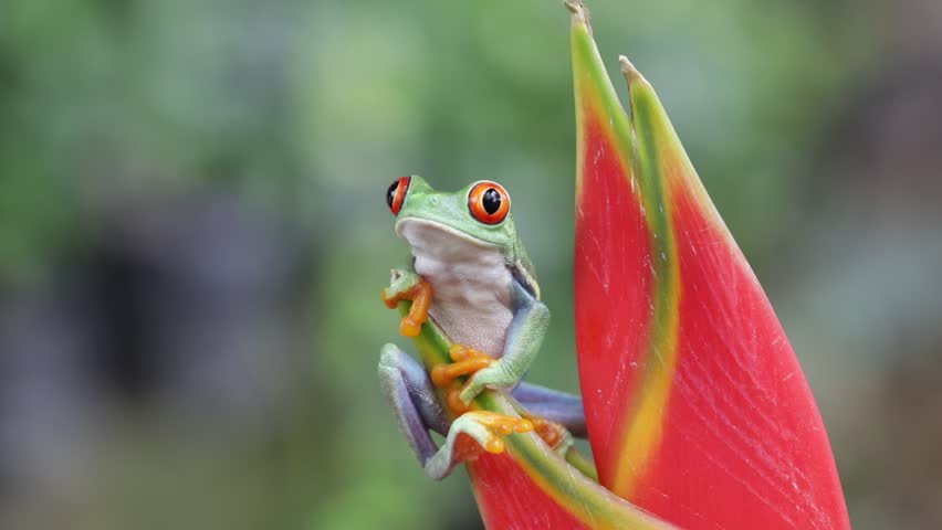 Footage Red-eyed tree frog climbing on dwarf jamaican heliconia flower, Red-eyed tree frog (Agalychnis callidryas) closeup on flower, Green tree frog footage