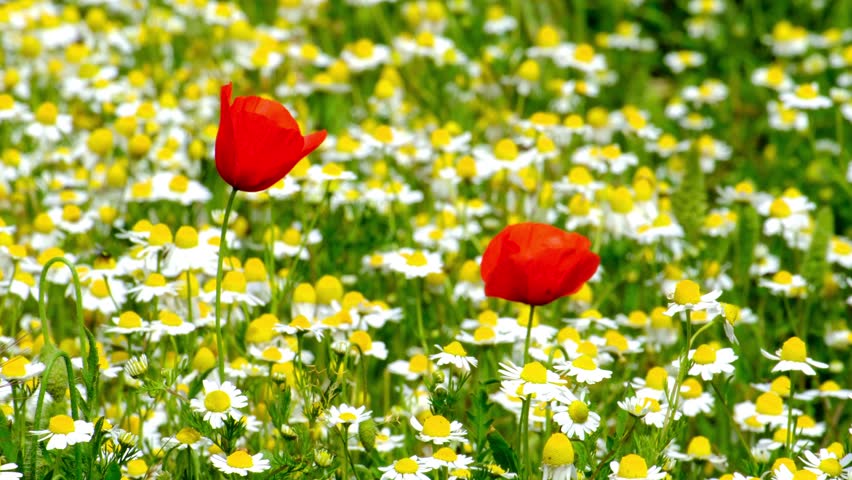 Two red poppies in a sea of yellow and white chamomile blossoms in springtime; photo taken in western Crete in Greece