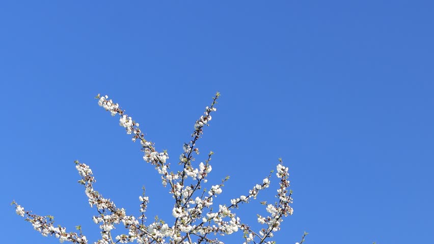 Trees with branches full of white flowers, sunny day,   blossoming white tree, blossoming tree, branches blowing in the wind, blue sky