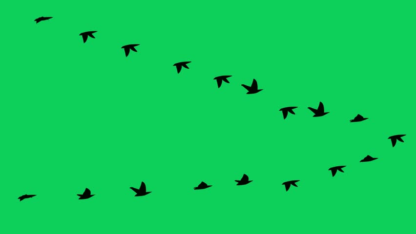 flock of birds flying in green screen.