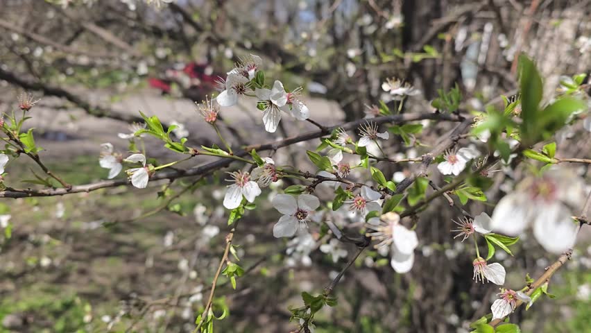 Flowers and buds on tree branches. Spring cherry blossom. Nature and sunny weather.