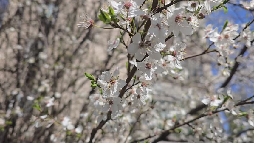 Flowers and buds on tree branches. Spring cherry blossom. Nature and sunny weather.