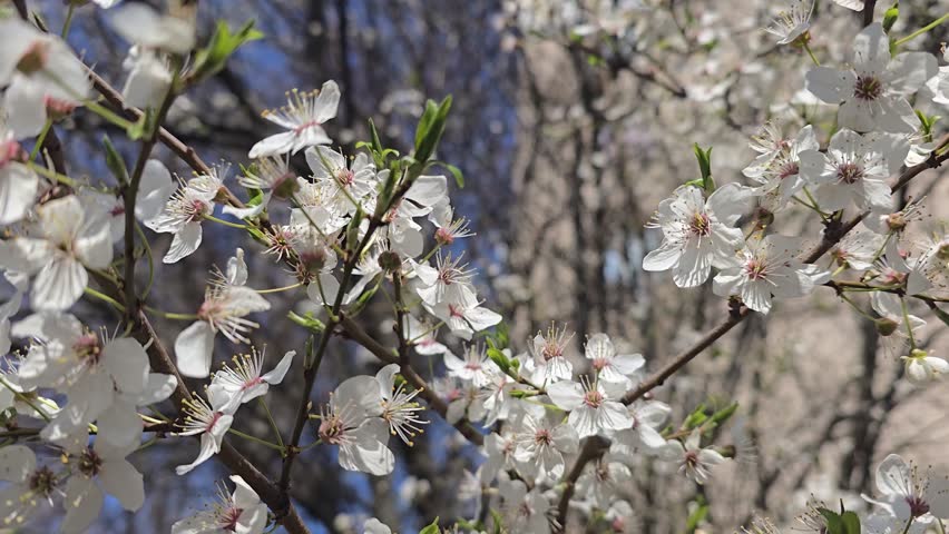 Flowers and buds on tree branches. Spring cherry blossom. Nature and sunny weather.