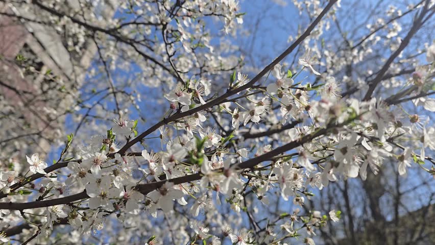 Flowers and buds on tree branches. Spring cherry blossom. Nature and sunny weather.