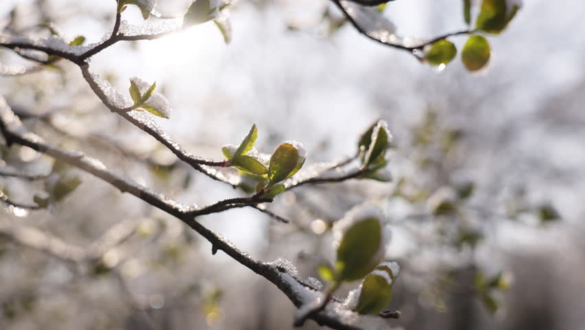 Snow on green leaves of trees in morning sunlight. Spring weather