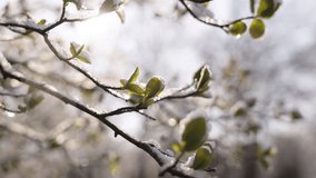 Snow on green leaves of trees in morning sunlight. Spring weather - Powered by Shutterstock - Get 15% off with code: PIKWIZARD15