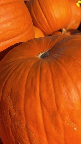 A charming autumn arrangement of pumpkins in different shapes and sizes stacked on a rustic wooden table. Vertical video