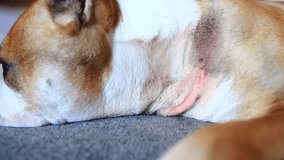 A dog with allergic. combed reddened skin of an animal. - Powered by Shutterstock - Get 15% off with code: PIKWIZARD15