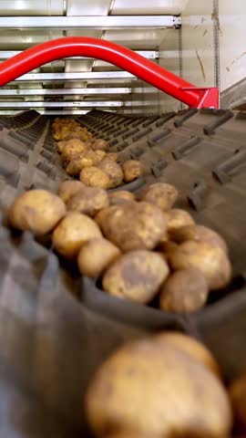 Close-up, Potatoes move on special conveyor machinery belt and fit into a storage room, a warehouse for winter storage. potato harvesting, crop