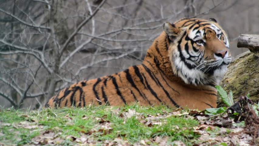 Siberian Tiger Lying Down Stock Footage Video (100% Royalty-free ...