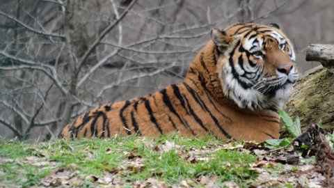 Siberian Tiger lying down