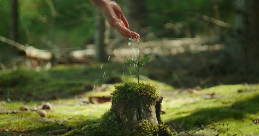 Water drips from hand onto young pine tree in forest on World Environmental Education Day