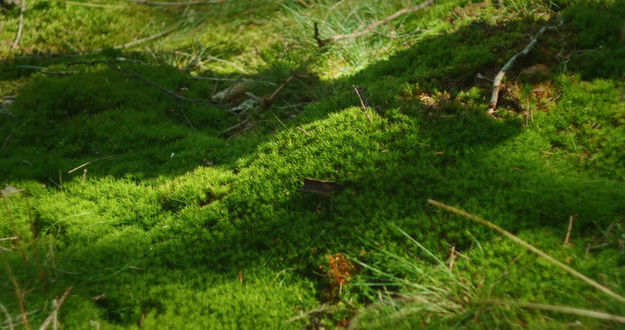 Barefoot person steps on green lush moss in summer forest