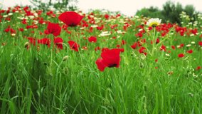 Bright red poppies bloom in a lush green meadow surrounded by wildflowers. - Powered by Shutterstock - Get 15% off with code: PIKWIZARD15