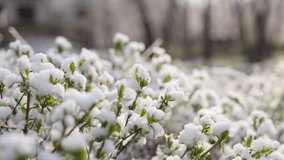 Snow on green leaves of tree. Spring weather - Powered by Shutterstock - Get 15% off with code: PIKWIZARD15