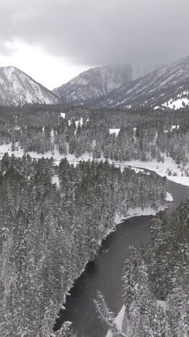 AERIAL: Spectacular aerial view of a meandering river crossing the snowy valley in Alberta. Mountain stream flows through the spruce forest covered valley in Canada. White winter wonderland near Banff