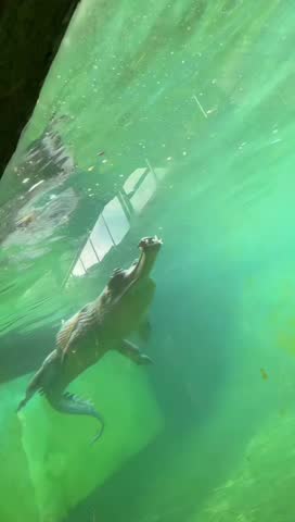 A majestic gharial basks on a riverbank, its long, slender snout and sharp teeth clearly visible, highlighting this rare crocodilian in its natural freshwater habitat.