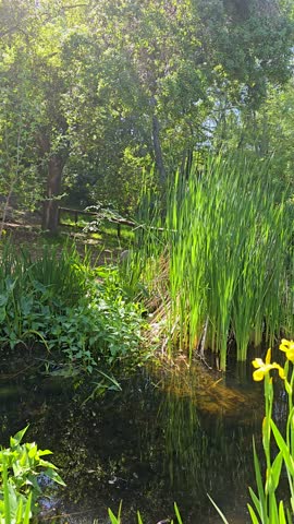 footage of a gorgeous spring landscape with a pond, lush green trees and flowers at Descanso Gardens La Cañada Flintridge California USA