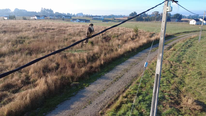 Close Aerial View of a Falco femoralis (Aplomado Falcon) Resting on a Power Line in Natural Habitat