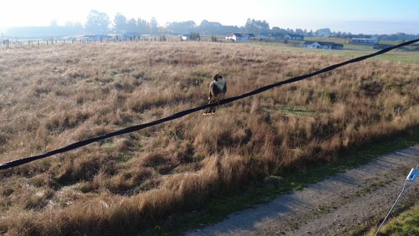 Close Aerial View of a Falco femoralis (Aplomado Falcon) Resting on a Power Line in Natural Habitat