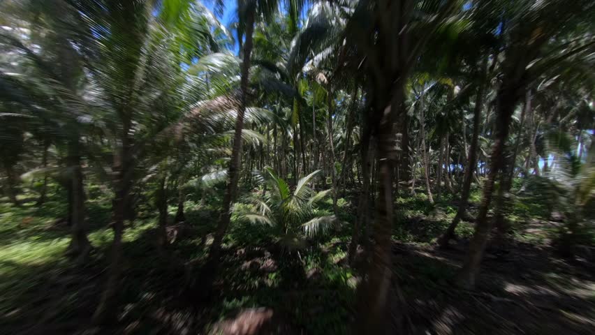 An immersive FPV drone glides at high speed through a dense tropical palm forest, creating a thrilling and cinematic jungle flight experience under bright daylight.