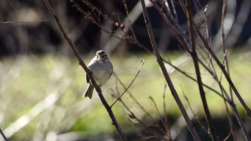 Tiny Chipping Sparrow on Branch - Observing, Then Flying