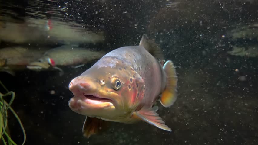 A close-up shot captures a brown Westslope Cutthroat Trout swimming underwater, its speckled body and open mouth clearly visible. Other fish are blurred in the background.