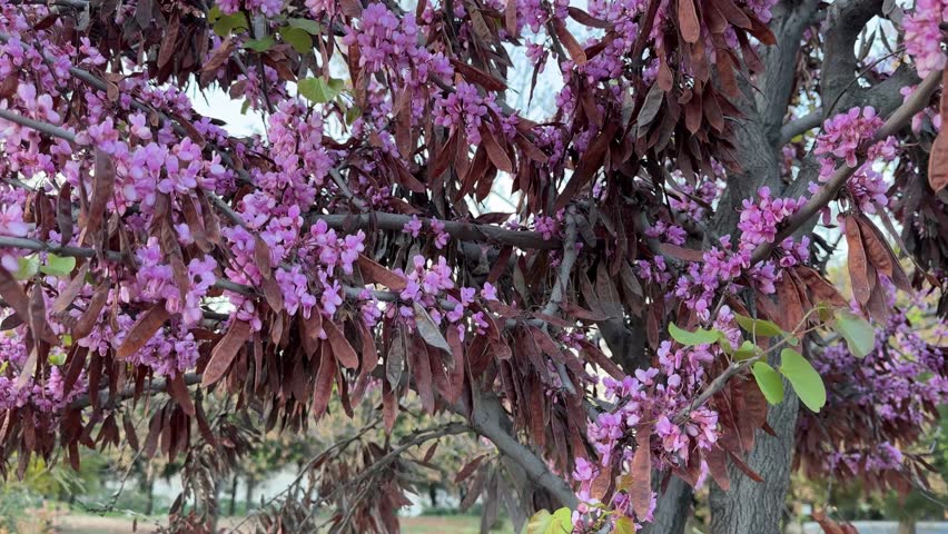 Pink blossoms sway above city noise—urban chaos meets fleeting spring beauty. Japanese cherry blossom - city spring 