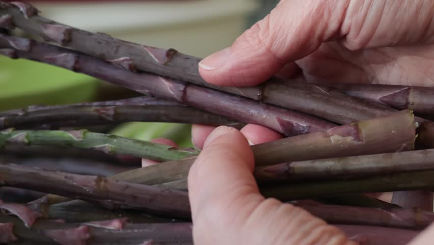 Woman choose stems, shoots of purple young asparagus. Diet and healthy eating. Seasonal foods. 