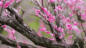 Delicate Pink Blossoms on Weathered Branch, Springtime Flora - Powered by Shutterstock - Get 15% off with code: PIKWIZARD15
