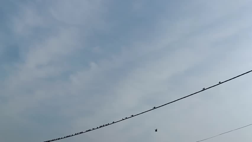Clouds in the morning with a view of birds perched on the wires