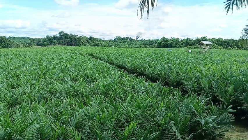 Oil palm plantations in the morning