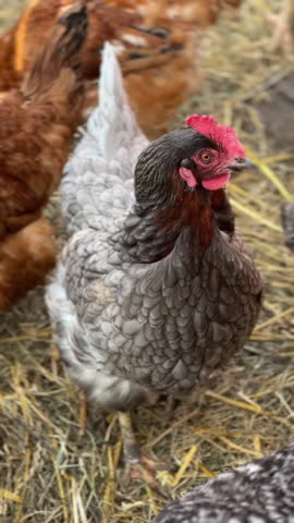 Chickens Roaming Freely on a Farm Surrounded by Soft Straw Bedding for Their Comfort