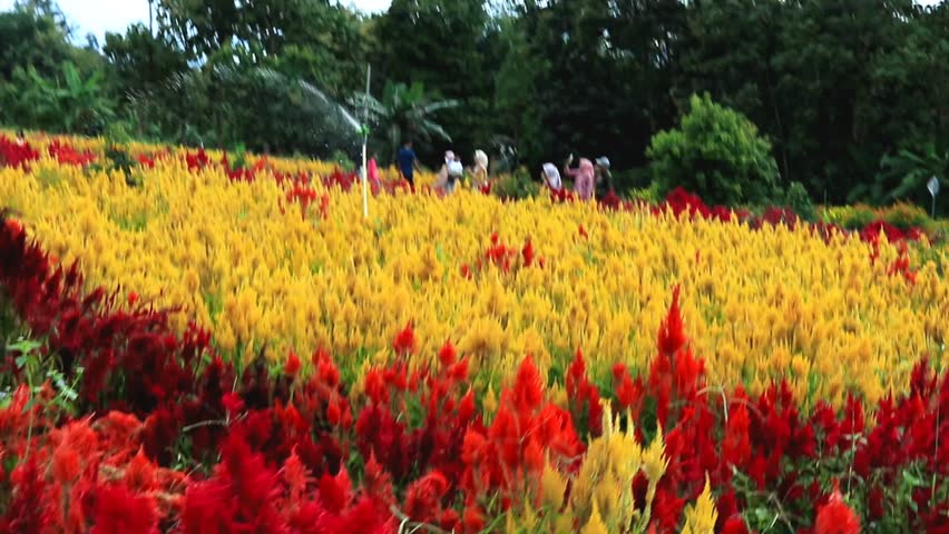 celosia flower garden, full of color camera shot walking around the garden