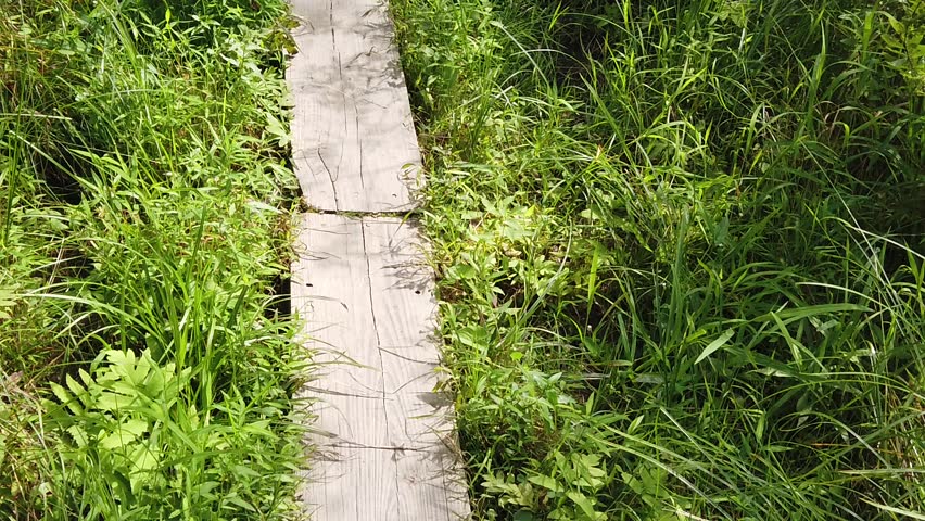 Rustic Wooden Footbridge in Lush Green Meadow