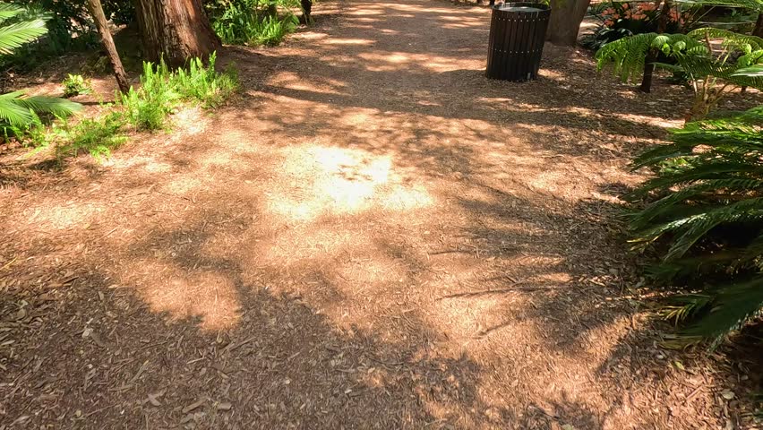 Footage of a dirt footpath in the garden with lush green trees and plants at Descanso Gardens La Canada Flintridge California USA