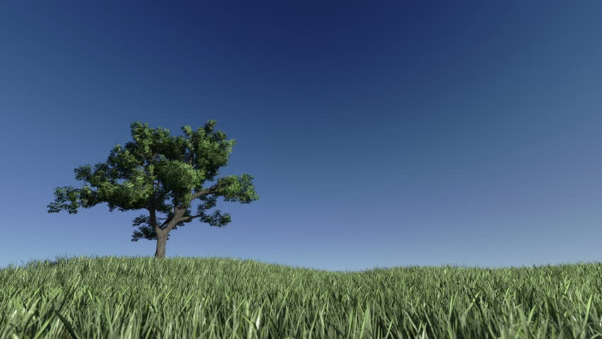 Solitary Tree on Green Meadow against blue sky