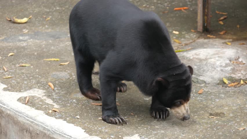 A hungry black sun bear on the hunt for a meal.
