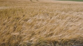 Rolling hills covered in golden wheat sway in the wind beneath a moody grey sky. A poetic landscape caught between serenity and the storm that waits on the horizon - Powered by Shutterstock - Get 15% off with code: PIKWIZARD15